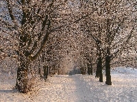 Drzewa, Zima, Park, Śnieg