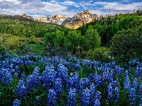 Mount Sneffels, Góry, San Juan Mountain, Kolorado, Drzewa, Kwiaty, Chmury, Zieleń, Polana, Łubin, Stany Zjednoczone