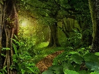Drzewa, Las, Dżungla, Ścieżka, Przebijające światło