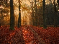 Drzewa, Liście, Jesień, Las, Przebijające światło