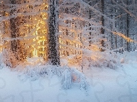 Drzewa, Zima, Las, Przebijające światło