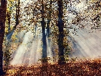 Drzewa, Promienie, Słońca, Liście