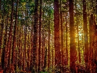 Park Narodowy Redwood, Promienie słońca, Stany Zjednoczone, Stan Kalifornia, Drzewa