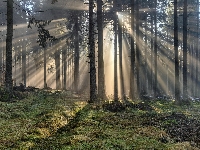Las, Promienie słońca, Drzewa, Światła, Smugi