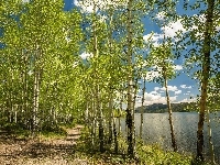Wiosna, Stan Utah, Brzozy, Stany Zjednoczone, Jezioro Fish Lake, Drzewa