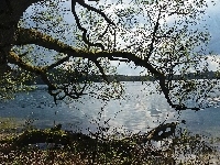 Drzewo, Jezioro, Dłużek, Wiosna