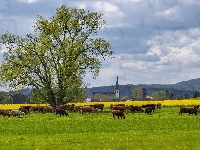 Dolina Wittlicha, Łąka, Drzewo, Krowy, Niemcy, Kościół