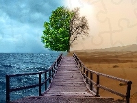 Morze, Drzewo, Pustynia