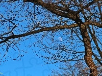 Drzewo, Błękitne, Niebo, Gałęzie