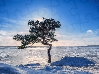 Niebo, Drzewo, Zima