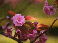 Wiśnia japońska, Ozdobne, Drzewo owocowe, Kwiat, Różowy