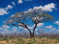 Drzewo, Afryka, Sawanna, Chmury