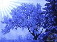 Drzewo, Promienie Słońca, Zima