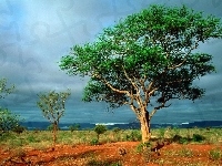 Step, Drzewo, Afryka