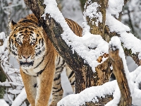 Drzewo, Śnieg, Tygrys