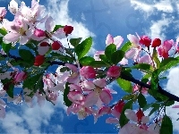 Drzewo Owocowe, Wiosna, Kwiaty Wiśni, Niebo