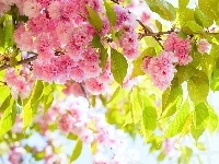 Drzewo Owocowe, Gałąź, Kwiaty, Wiśnia japońska