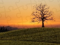 Drzewo, Pole, Zachód słońca