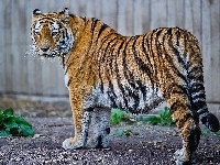 Duży, Tygrys