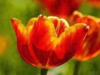 Czerwonożółte, Dwa, Tulipany