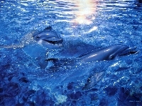 Delfinki, Dwa, Morze