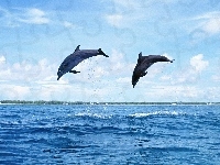 Delfiny, Dwa, Morze