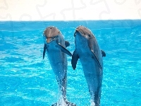 Delfiny, Dwa, Skok