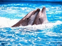 Delfiny, Dwa, Woda
