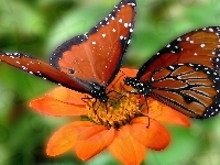 Dwa, Pomarańczowy, Kwiat, Motyle