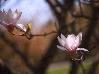 Różowa, Dwa, Magnolia, Krzew, Kwiaty