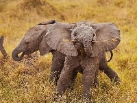 Małe, Dwa, Słonie