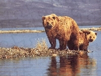 Niedźwiedzie, Dwa, Woda
