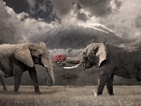 Słonie, Dwa, Róże