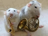 Szczury, Dwa, Instrumenty