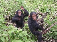 Szympansy, Dwa, Roślinność