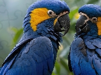 Papugi, Dwie, Niebieskie, Modroary hiacyntowe