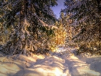 Zima, Dzień, Świerki, Słoneczny, Śnieg, Las, Drzewa