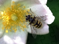Róża, Dzika, Pszczoła