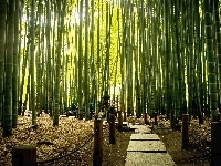 Bambusowy, Egzotyczny, Park