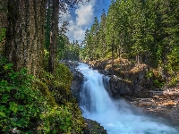 Drzewa, Roślinność, Silver Falls, Waszyngton, Park Narodowy Mount Rainier, Wodospad, Stany Zjednoczone, Las
