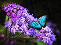 Fioletowe, Piękny, Motyl, Kwiaty