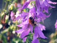 Fioletowe, Pszczoła, Nektar, Kwiaty