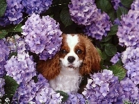 fioletowe, King Charles Spaniel, kwiatki