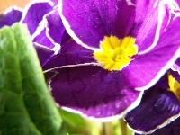 Kwiat, Fioletowy, Prymula