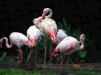 Flamingi, Rośliny