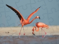 Flamingi, Dwa, Różowe, Woda