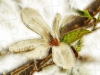 Fractalis, Magnolia Japońska, Kwiat