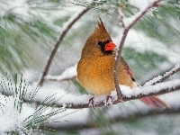 gałąź, Ptak, czubek, śnieg