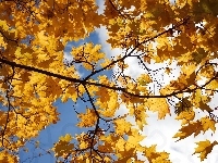 Żółte, Jesień, Gałąź, Liście