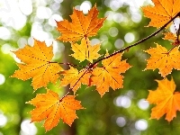 Gałąź, Jesień, Drzewo, Klon, Liście